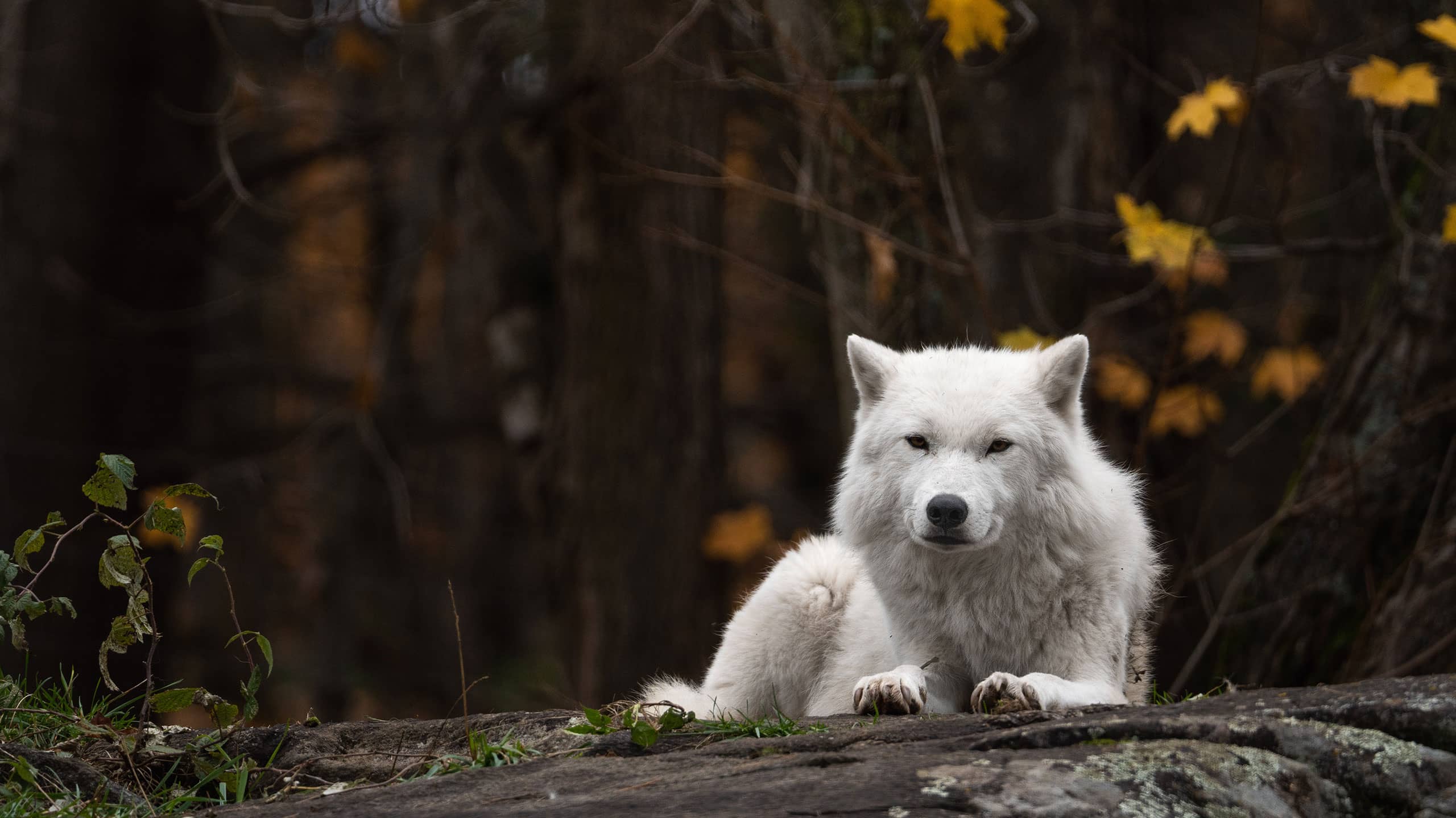 Lobos